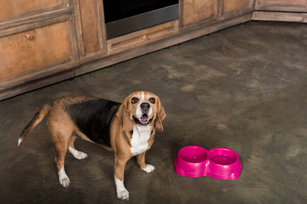 hungry beagle dog