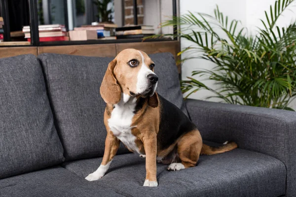 Beagle dog on sofa — Stock Photo, Image