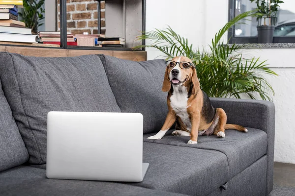 Beagle dog with laptop — Stock Photo, Image