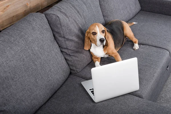 Anjing beagle dengan laptop — Stok Foto