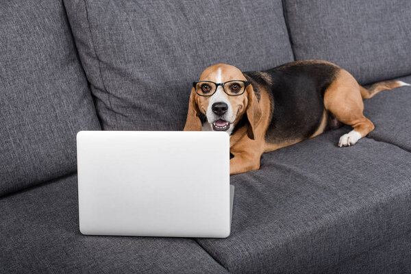 beagle dog with laptop