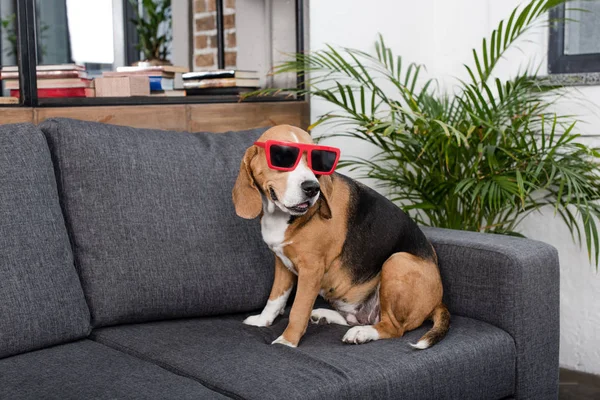 Cão beagle em óculos de sol — Fotografia de Stock