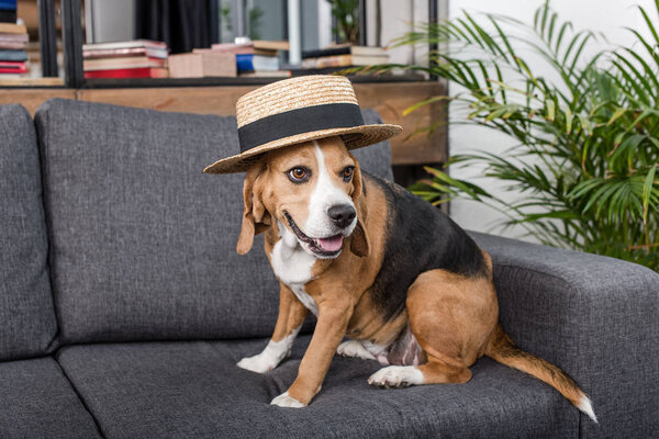 beagle dog in hat 
