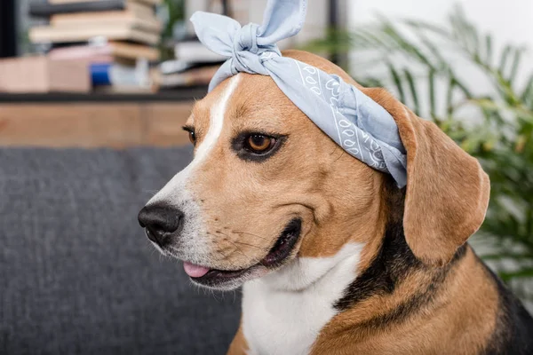 Anjing beagle di bandana — Stok Foto