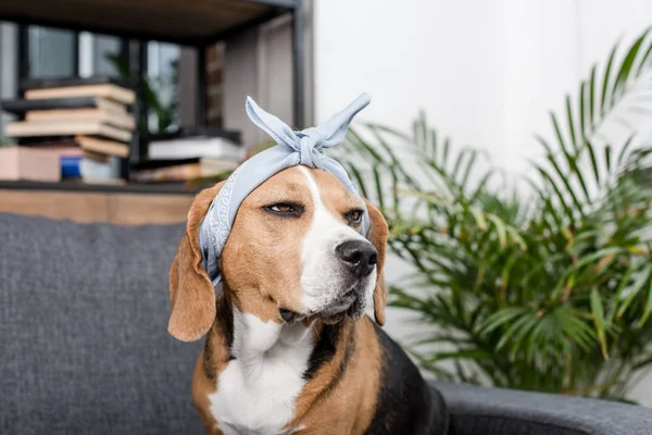 Beagle hond in bandana — Stockfoto