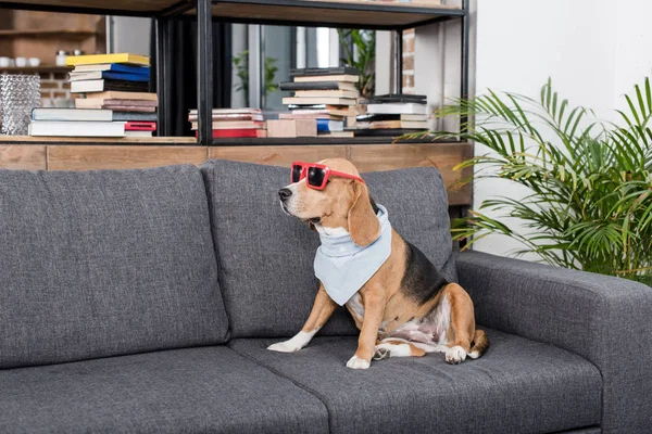 Beagle dog in sunglasses — Stock Photo, Image