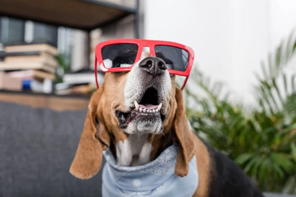 Beagle-Hund mit Sonnenbrille — Stockfoto