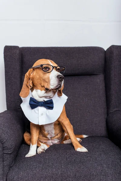 Beagle dog in bow tie — Stock Photo, Image