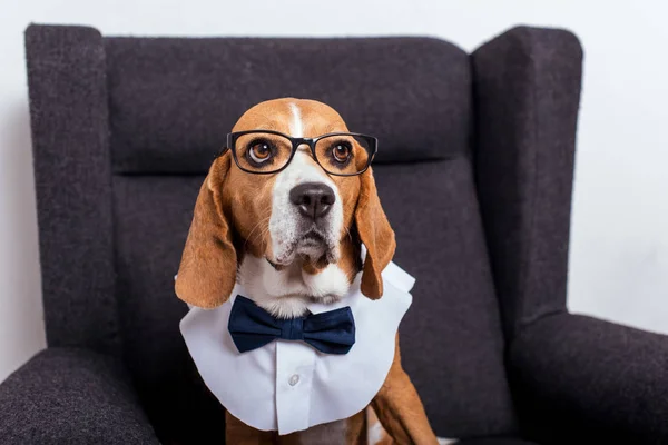 Pies rasy Beagle w muszka — Zdjęcie stockowe