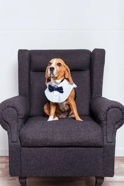 Pes Beagle v motýlek — Stock fotografie