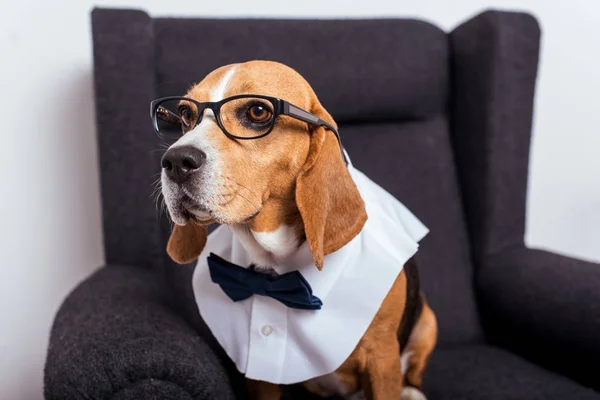 Perro beagle en gafas graduadas — Foto de stock gratuita