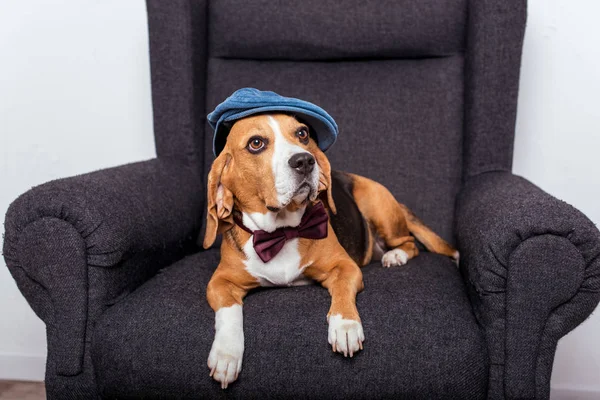 Beagle dog in bow tie — Stock Photo, Image