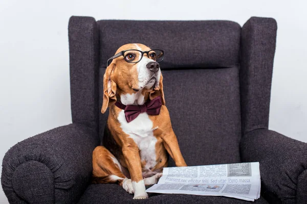 Beagle dog with newspaper — Stock Photo, Image