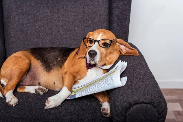 Pes Beagle s novinami — Stock fotografie