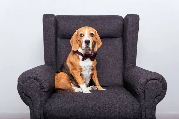 Pies rasy Beagle w muszka — Zdjęcie stockowe