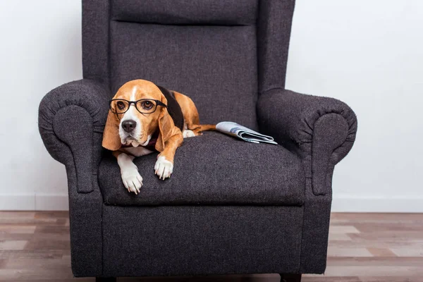 Cane beagle in occhiali da vista — Foto Stock