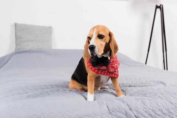 Triste cão beagle — Fotografia de Stock