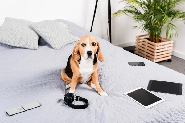 Σκύλος με ψηφιακές συσκευές — Φωτογραφία Αρχείου
