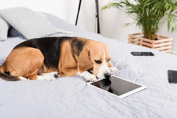 Собака с цифровыми устройствами — стоковое фото