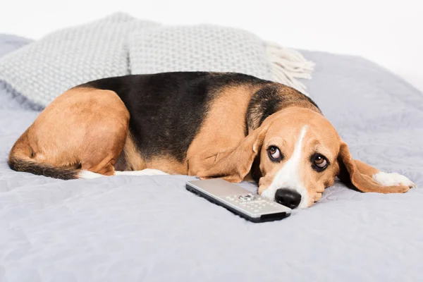 Dog with remote control — Stock Photo, Image