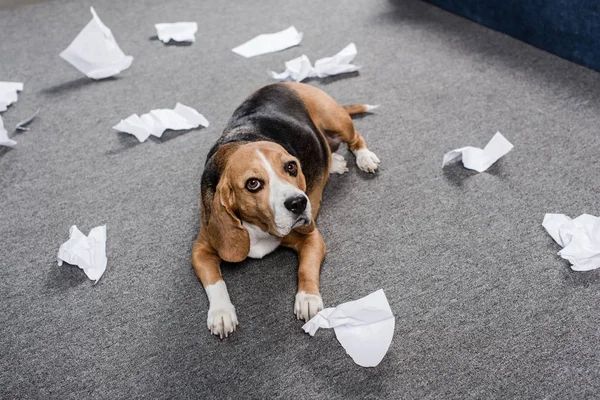 Hond met gescheurd papier — Stockfoto