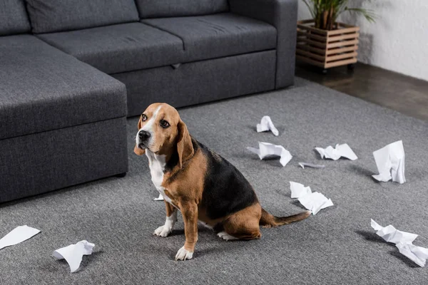 撕碎的纸片的狗 — 图库照片