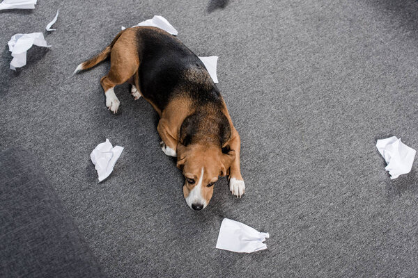 dog with torn paper