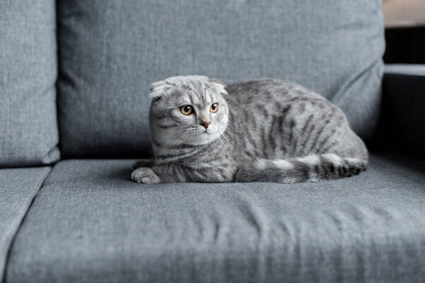 scottish fold cat