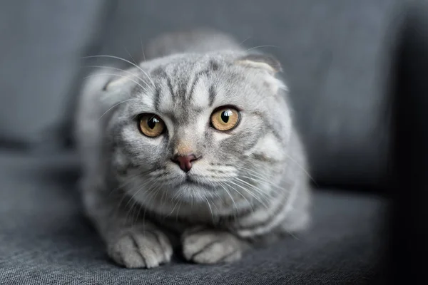 Gato pliegue escocés — Foto de Stock