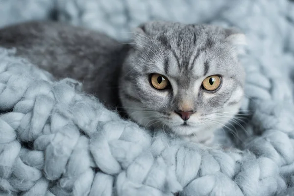 Katze auf Wolldecke — Stockfoto