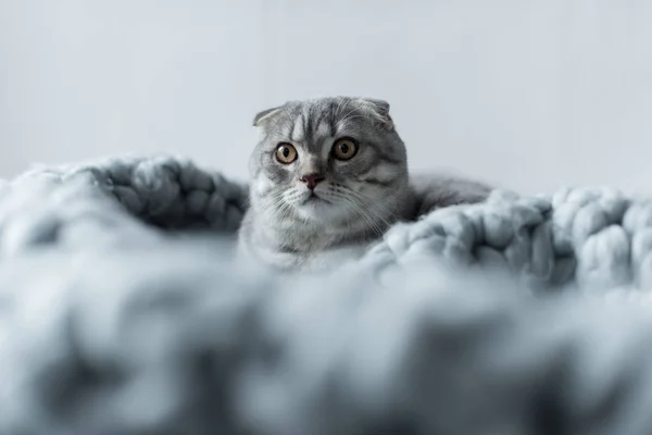 Кошка на шерстяном одеяле — стоковое фото