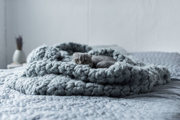cat on wool blanket