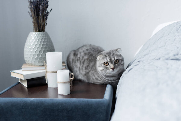 Шотландская складная