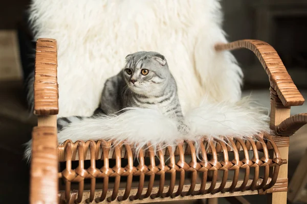 Kedi üzerinde sallanan sandalye — Stok fotoğraf