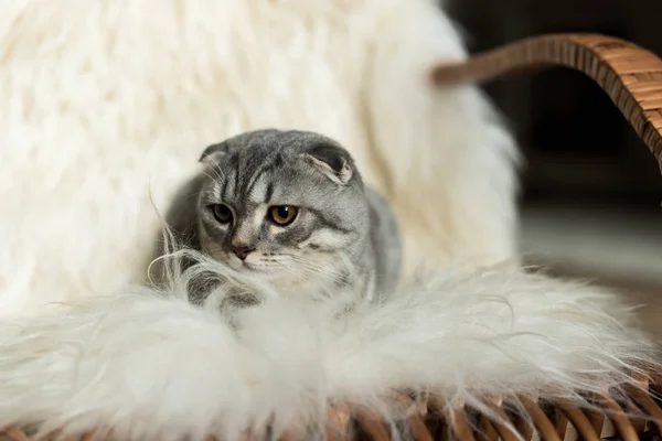 Gatto sdraiato su coperta lanosa — Foto Stock