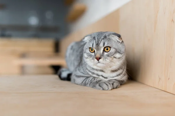 스코틀랜드의 접는 고양이 — 스톡 사진