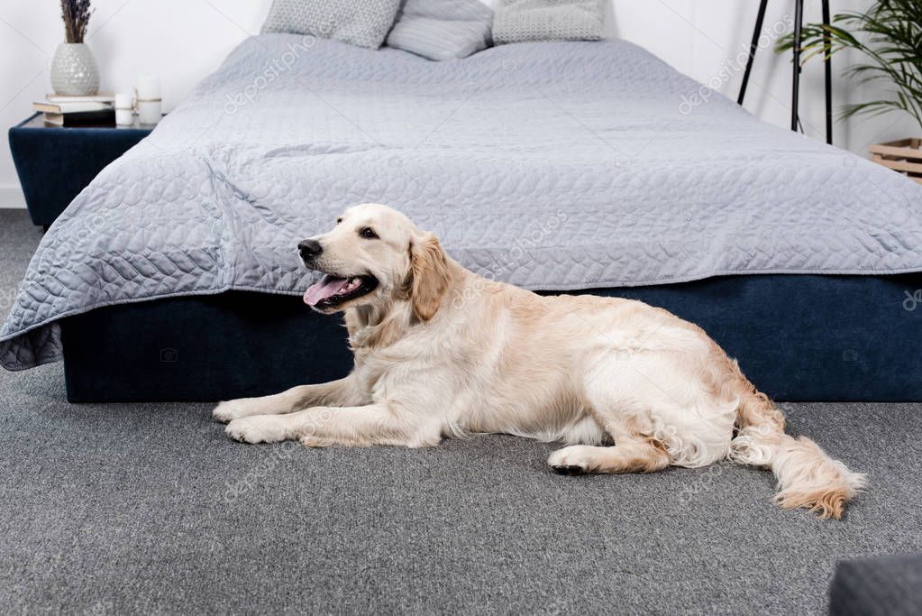 Breasty Golden-haired Floozy On The Floor With Chaps