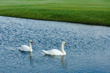 Swans swimming in pond  clipart