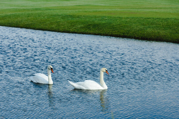Swans swimming in pond 