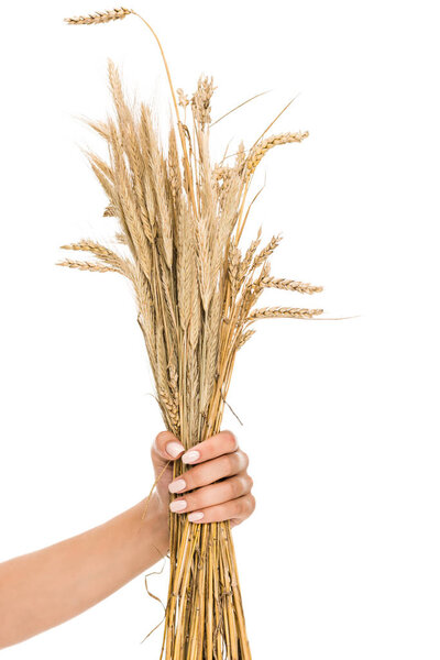 Девушка с колосьями
 