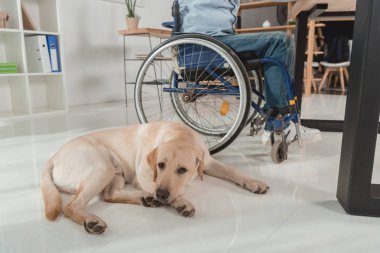 adam tekerlekli sandalyede köpeğe