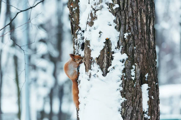 Fuoco Selettivo Scoiattolo Carino Seduto Albero Nella Foresta Invernale — Foto Stock