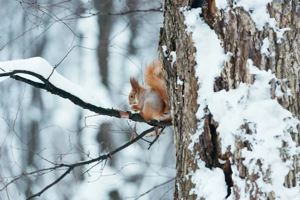 Fuoco Selettivo Scoiattolo Carino Seduto Albero Nella Foresta Invernale — Foto Stock