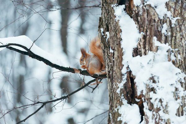 selective focus of cute squirrel sitting on tree in winter forest