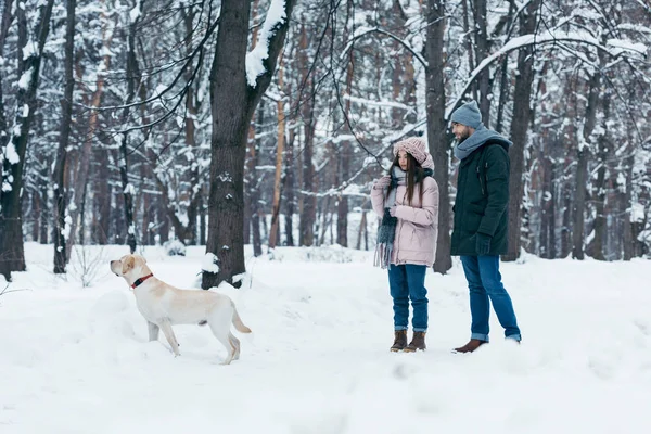 Unga Par Med Hund Promenader Snöig Vinterpark — Stockfoto