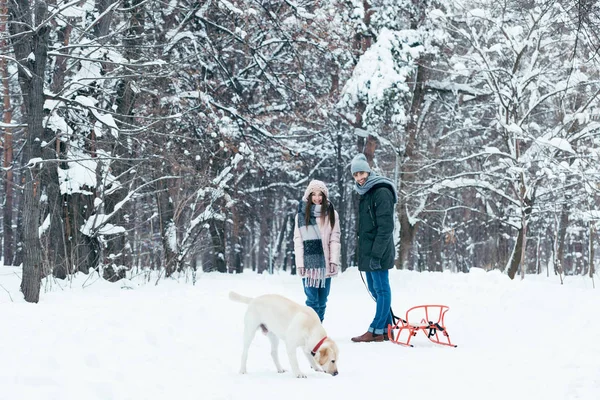 Paar Mit Schlitten Geht Winterpark Mit Labrador Hund Spazieren — Stockfoto