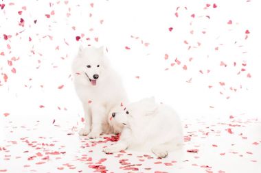 two samoyed dogs under falling heart shaped confetti on white, valentines day concept clipart