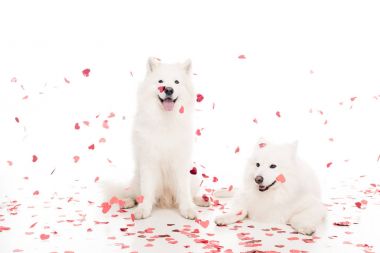 two samoyed dogs under falling heart shaped confetti on white, valentines day concept clipart