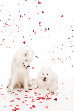 konfeti beyaz, Sevgililer günü kavramı iki samoyed köpek altında düşen kalp şeklinde