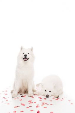two samoyed dogs with heart shaped confetti on white, valentines day concept clipart